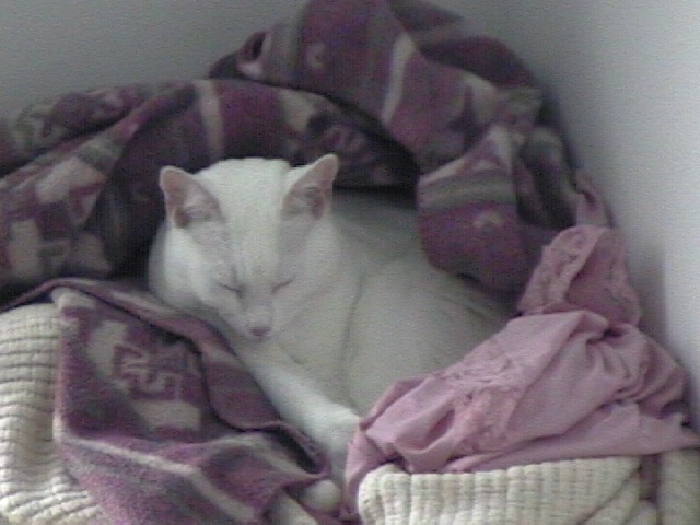 a white cat, snuggled gently in a warm blanket